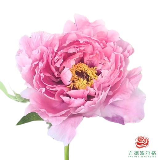 牡丹-珊瑚台 5枝1扎 商品图0