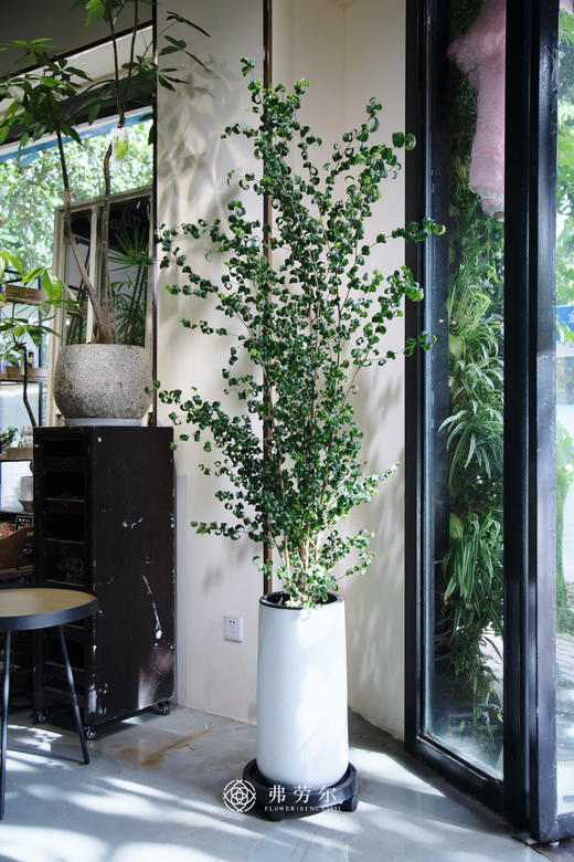 卷福盆栽 商品图0