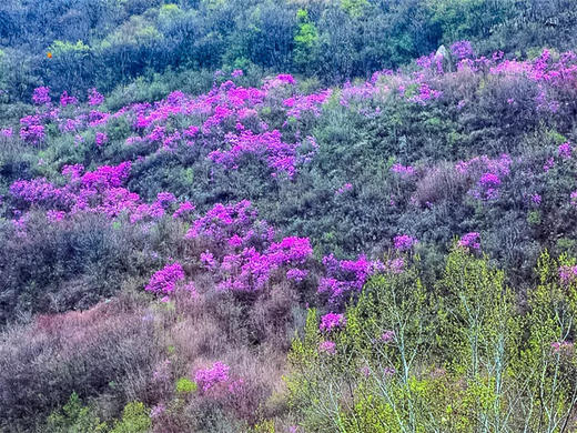 【黄梁根1日】北京最壮观最集中的杜鹃花-黄梁根11公里环穿<初级强度> 商品图4