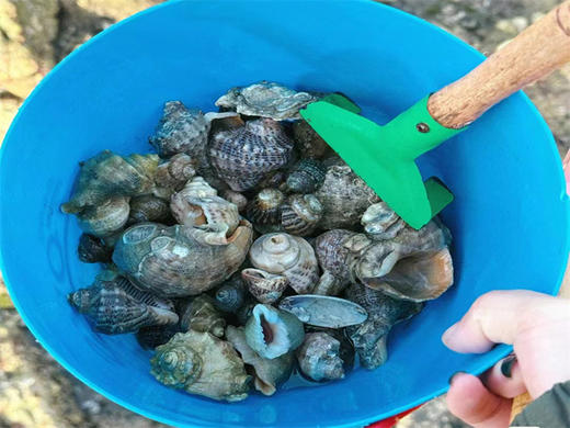 端午3日【磨盘山岛】•私藏小众海岛&海边星空露营-赶海捡海螺-抓螃蟹-环岛徒步休闲游 商品图4