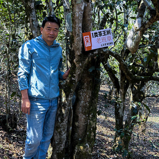 【茶王树系列】元昌号2025年老班章一类茶王树100克生饼 商品图2