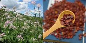  你的肝太脏了！！美国进口【肝脏救星】！养肝护肝，排出陈年肝毒~~ 