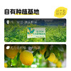 【喜善花房】冻干柠檬片50g*3袋 商品缩略图1