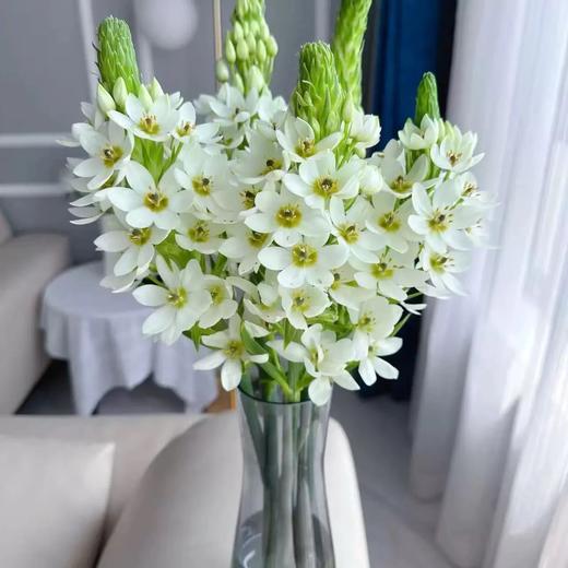 就卖2天【给家里换束花】超长待机 圣心百合（无香），5支，10支 商品图3