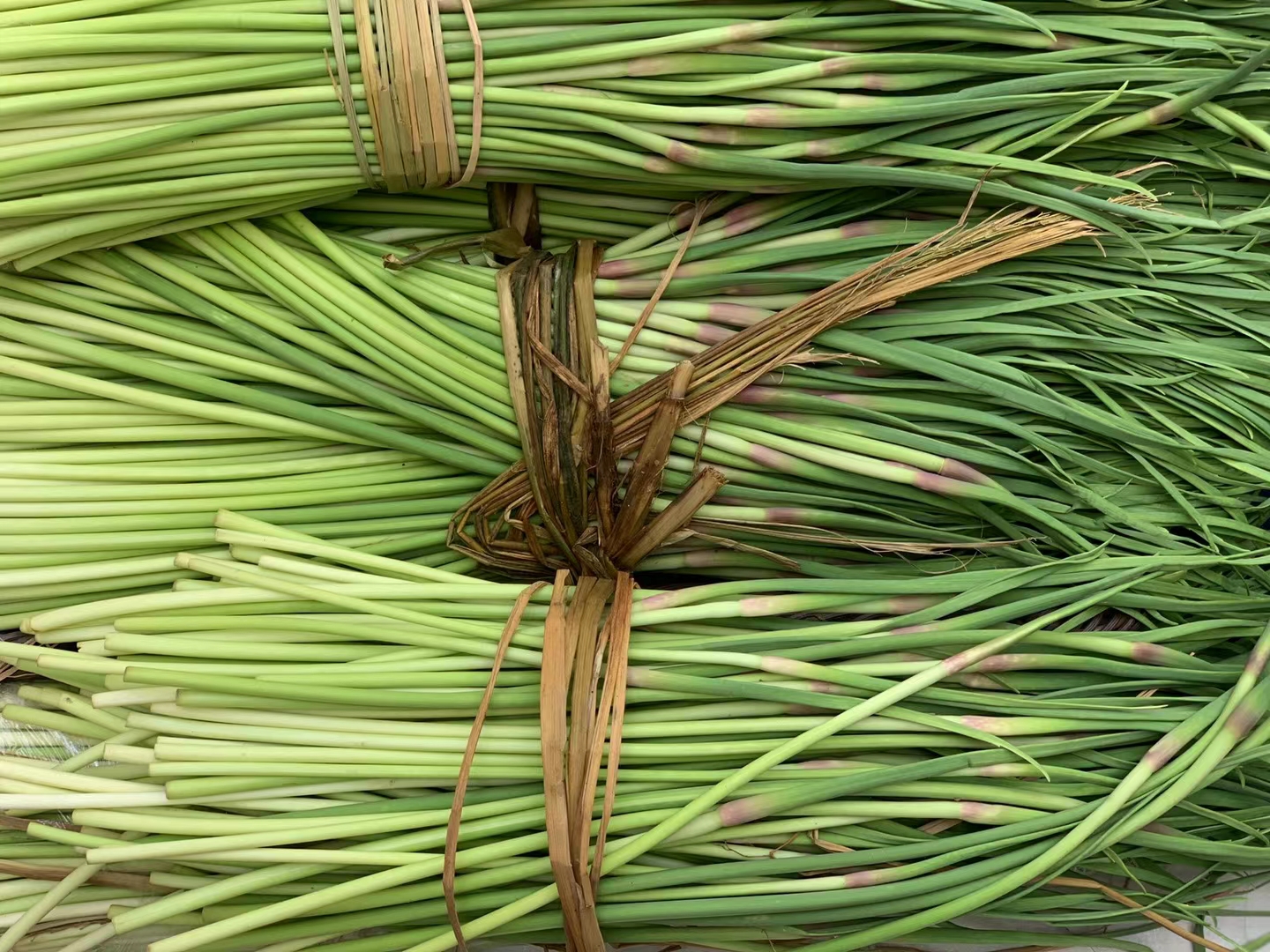预售｜生态蒜薹·咱家农场，下单后排队发出，现采现发，请耐心等待！