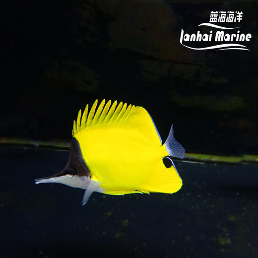 马代黄火箭 商品图5