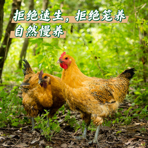 【云南走地铁脚麻鸡】顺丰到家  48小时之内发货 生鲜鸡肉 云海肴汽锅鸡同款 整只净重约4-4.5斤 商品图8