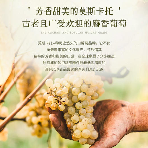 【低度气泡酒】西班牙进口莫斯卡托气泡酒甜白葡萄酒女士果酒 5%vol 商品图9