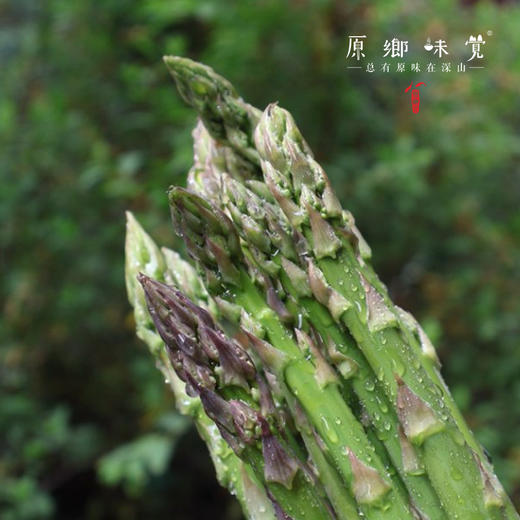 【预售，预计4.6日开始发货】露天生态芦笋（基地直发-顺丰包邮）|1kg/件，来自山东菏泽，生产者：孙喜梅【合作生产，公平贸易】 商品图11