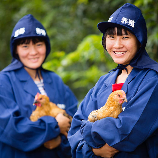 【云南走地铁脚麻鸡】顺丰到家  48小时之内发货 生鲜鸡肉 云海肴汽锅鸡同款 整只净重约4-4.5斤 商品图4