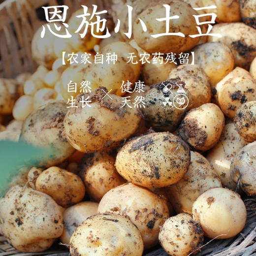 【地标特产】恩施小土豆18.9元5斤 商品图1