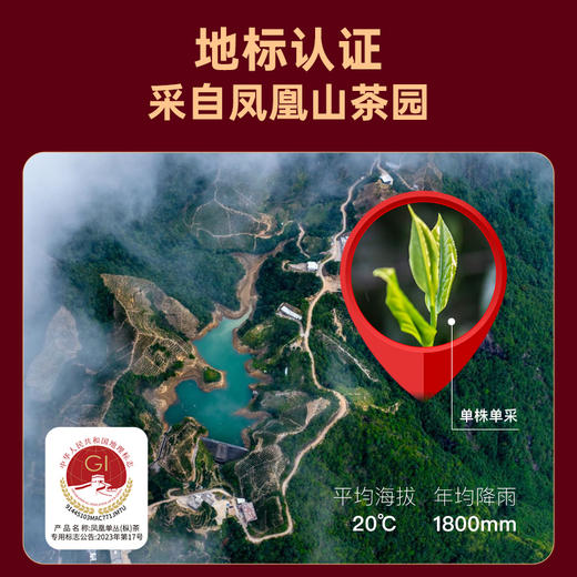 华祥庄园-125g凤凰单丛柚花香罐装 商品图2