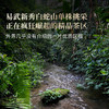【白蛇山单株】易武弯弓原始森林顶层生态单株，稀缺超微产区，尝新快人一步；全程守株守茶，保真保纯！357克/饼 商品缩略图1