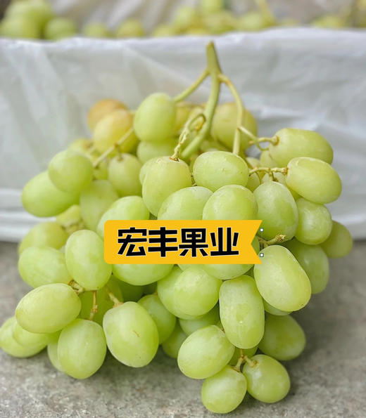 宏丰精选 进口甜地球青提  脆甜爽口  活动价23.8元一斤 商品图8