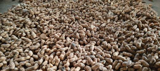 散装～柴火炒本味土花生 、带壳生花生// 永继农场 商品图2