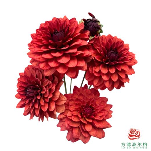 大丽花-麦莉 商品图0