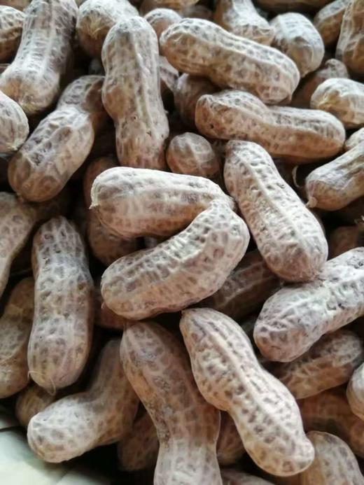 散装～柴火炒本味土花生 、带壳生花生// 永继农场 商品图3