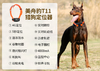 美舟豹T11猎犬定位器 猎犬专用（无二次收费） 商品缩略图1