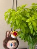 高端荷兰进口花材墨西哥橘叶5支 商品缩略图8
