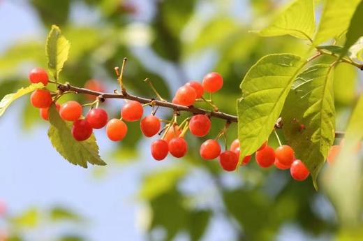 2025十堰汉江樱桃2斤/筐 商品图0