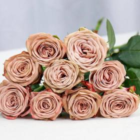 新鲜鲜花 卡布奇诺鲜切花 1扎 （18枝左右）可备注送货时间