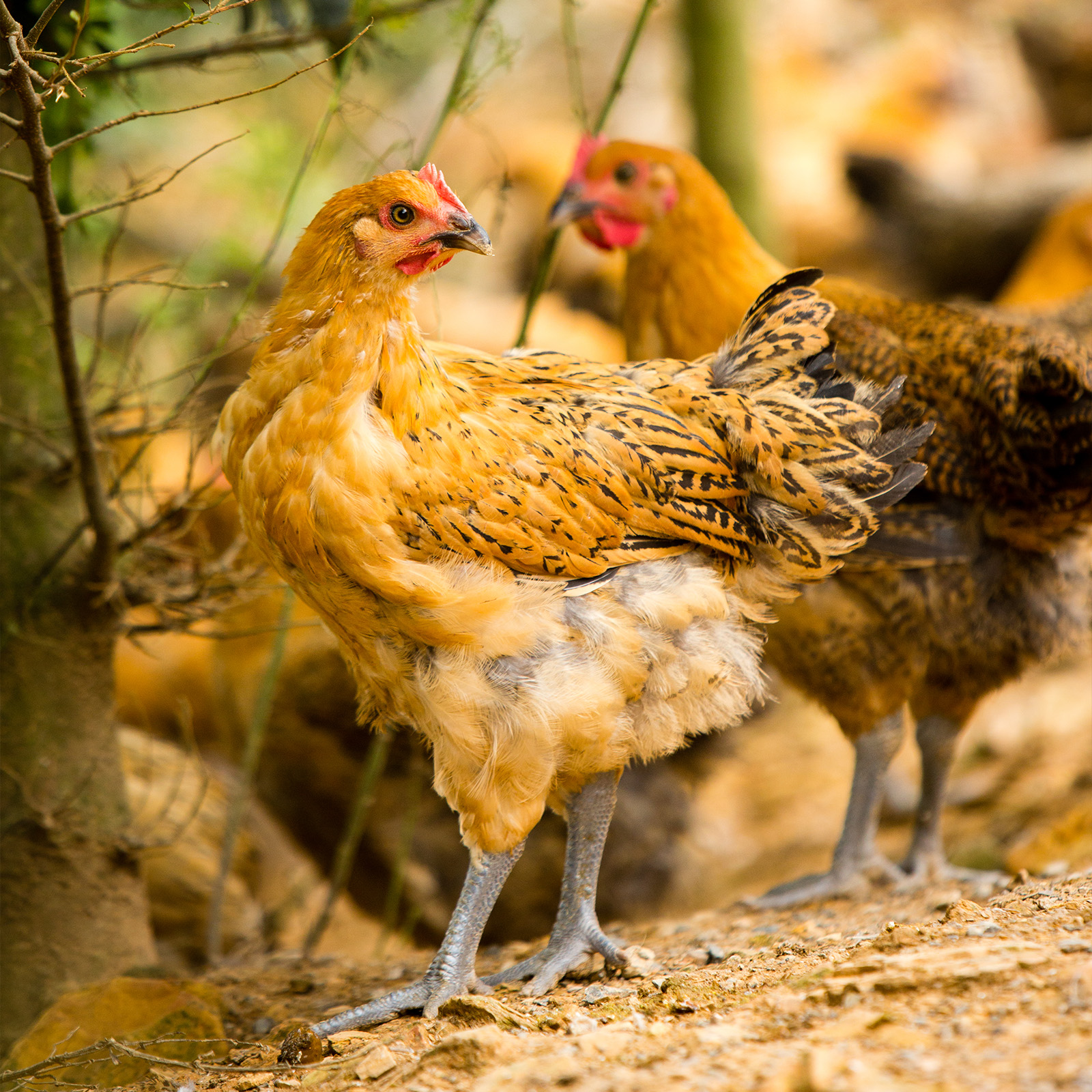 【云南走地铁脚麻鸡】顺丰到家  48小时之内发货 生鲜鸡肉 云海肴汽锅鸡同款 整只净重约4-4.5斤