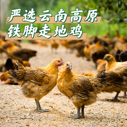 【云南走地铁脚麻鸡】顺丰到家  48小时之内发货 生鲜鸡肉 云海肴汽锅鸡同款 整只净重约4-4.5斤 商品图9