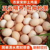 【密农特色 必买榜单】农家安鲜柴鸡蛋 土鸡蛋  纯粮喂养0激素 30枚/60枚 包邮装 商品缩略图0