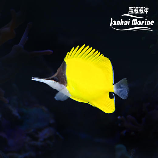 马代黄火箭 商品图0