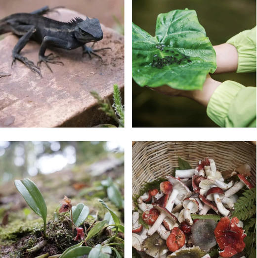 清明亲子｜4.4-4.6普洱3天2晚，从茶山云雾到雨林萤火，走进北回归线上的共生秘境，把自然写成孩子的成长诗！ 商品图7