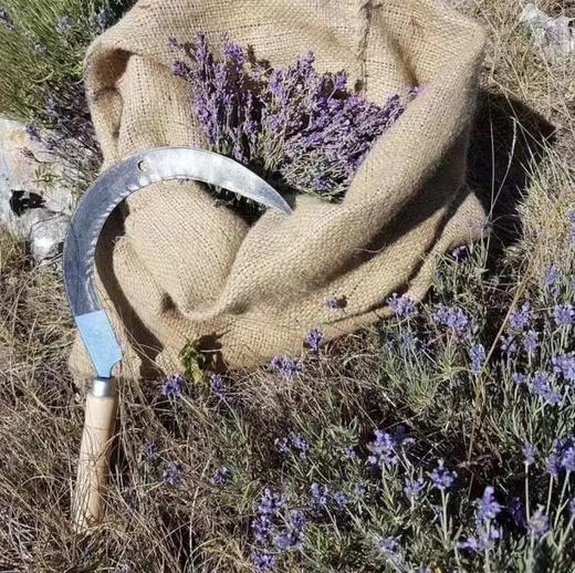 【扎西贝玛】‬‬‬‬真实薰衣草纯露 商品图2