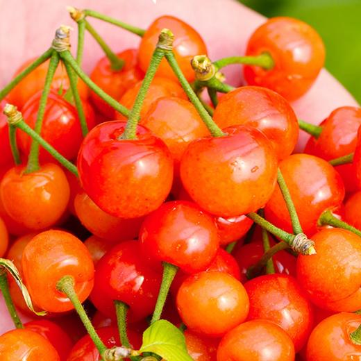 【2026年 4月开售！预售款】十堰汉江樱桃 2斤/筐  （十堰主城区包邮） 商品图0