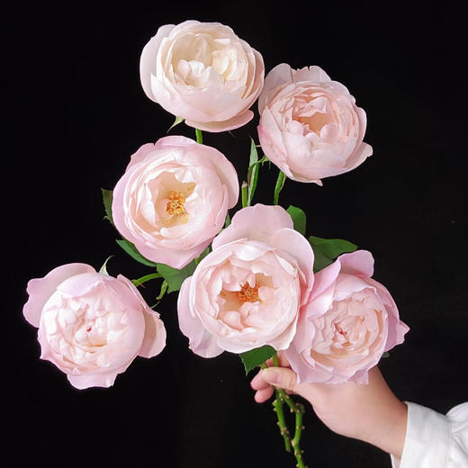 多头玫瑰｜草莓杏仁饼｜稀有花材 商品图1