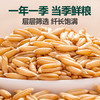 北纯有机燕麦2.8斤/罐（富含膳食纤维 富铁 镁 麦仁 杂粮米 燕麦米） /粮油调味 /杂粮 /谷米类 商品缩略图2