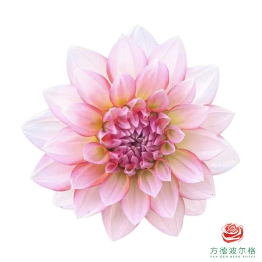 大丽花-安吉丽娜 商品图0