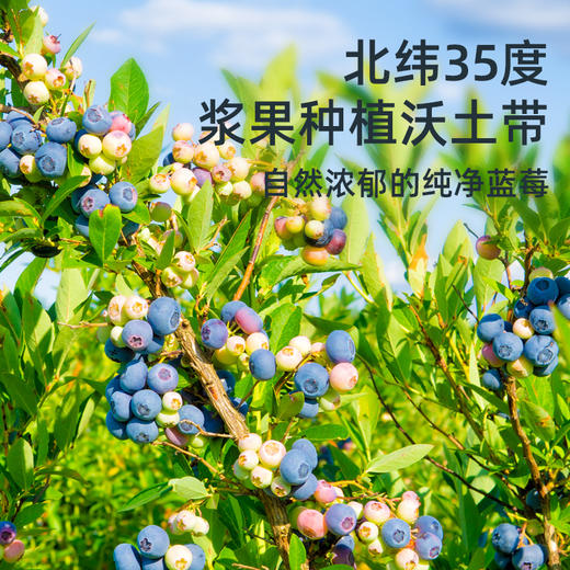 沃田喜上莓梢蓝莓纯汁150ml*10 商品图3