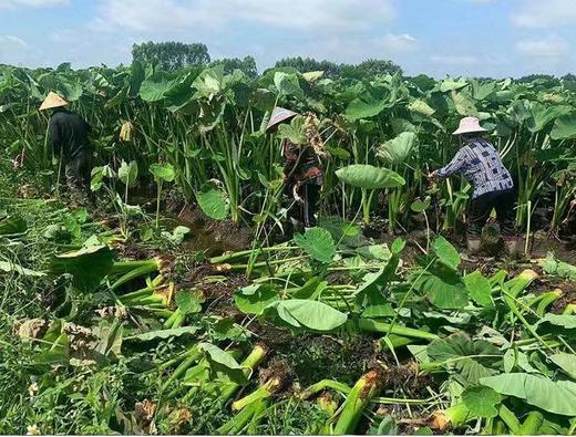 粉糯香满园-有机荔浦芋头源头产地  从土壤到餐桌，全程有机种植，0添加更安心 商品图4