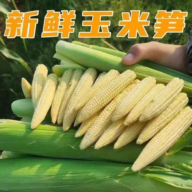 新鲜玉米笋 鲜嫩脆口 广东广西发货