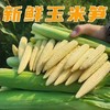 新鲜玉米笋 鲜嫩脆口 广东广西发货 商品缩略图0
