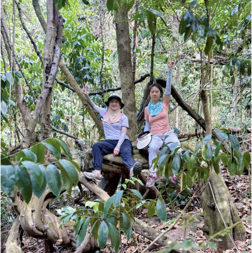 清明亲子｜4.4-4.6普洱3天2晚，从茶山云雾到雨林萤火，走进北回归线上的共生秘境，把自然写成孩子的成长诗！ 商品图4