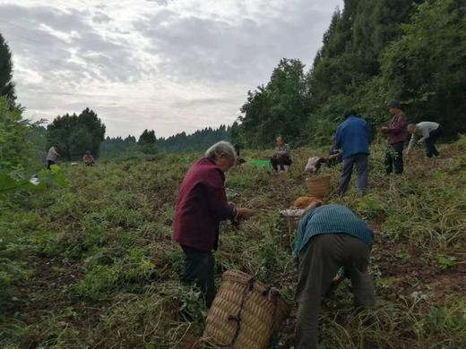 散装～柴火炒本味土花生 、带壳生花生// 永继农场 商品图5