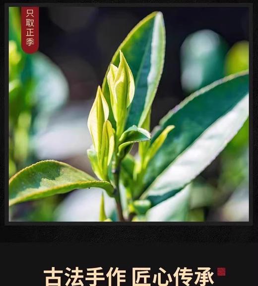 正山小种红茶 浓香型茶叶武夷山茶叶散装新茶500g 商品图4