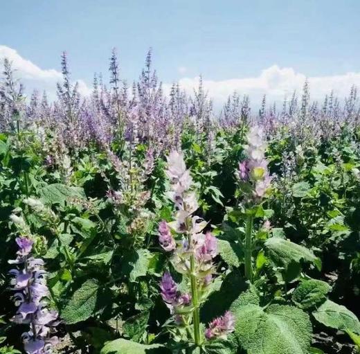 【扎西贝玛】‬‬胡椒薄荷纯露 商品图1