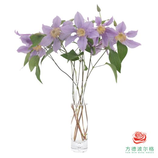 铁线莲 哈德森 商品图0