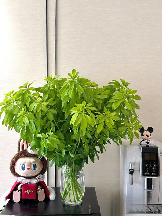 高端荷兰进口花材墨西哥橘叶5支 商品图7