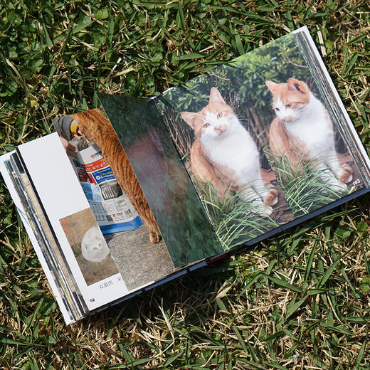 《南大猫先生》    南大“鼓楼猫”“仙林猫”大汇集 “猫粉”们随时“吸猫”的陪伴型“口袋书” 商品图3