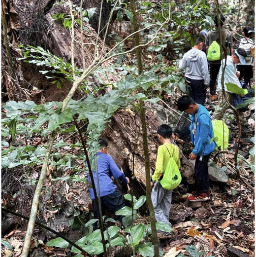 清明亲子｜4.4-4.6普洱3天2晚，从茶山云雾到雨林萤火，走进北回归线上的共生秘境，把自然写成孩子的成长诗！ 商品图5