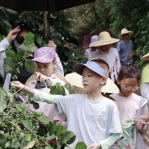 清明亲子｜4.4-4.6普洱3天2晚，从茶山云雾到雨林萤火，走进北回归线上的共生秘境，把自然写成孩子的成长诗！ 商品图11