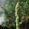 【预售，预计4.6日开始发货】露天生态芦笋（基地直发-顺丰包邮）|1kg/件，来自山东菏泽，生产者：孙喜梅【合作生产，公平贸易】 商品缩略图10