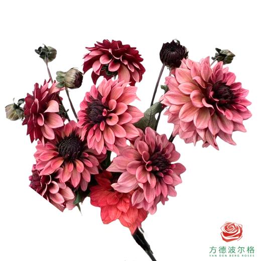 大丽花-焦糖玛奇朵 商品图0